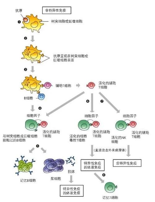  免疫反应