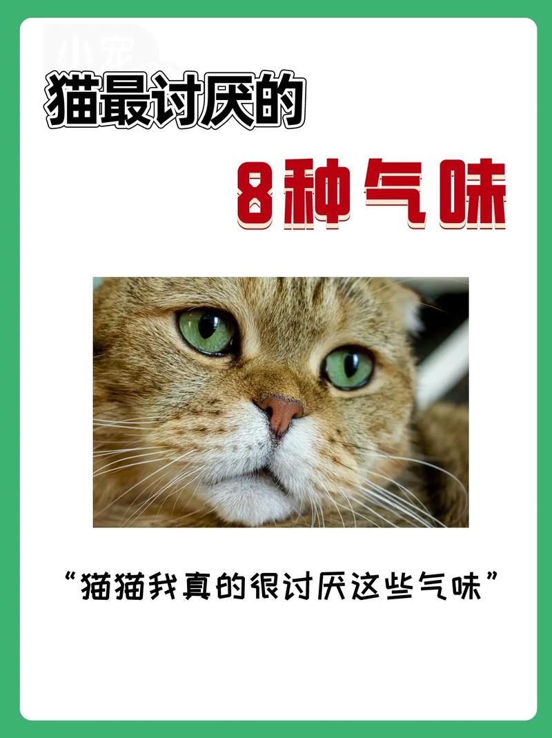  猫咪气味