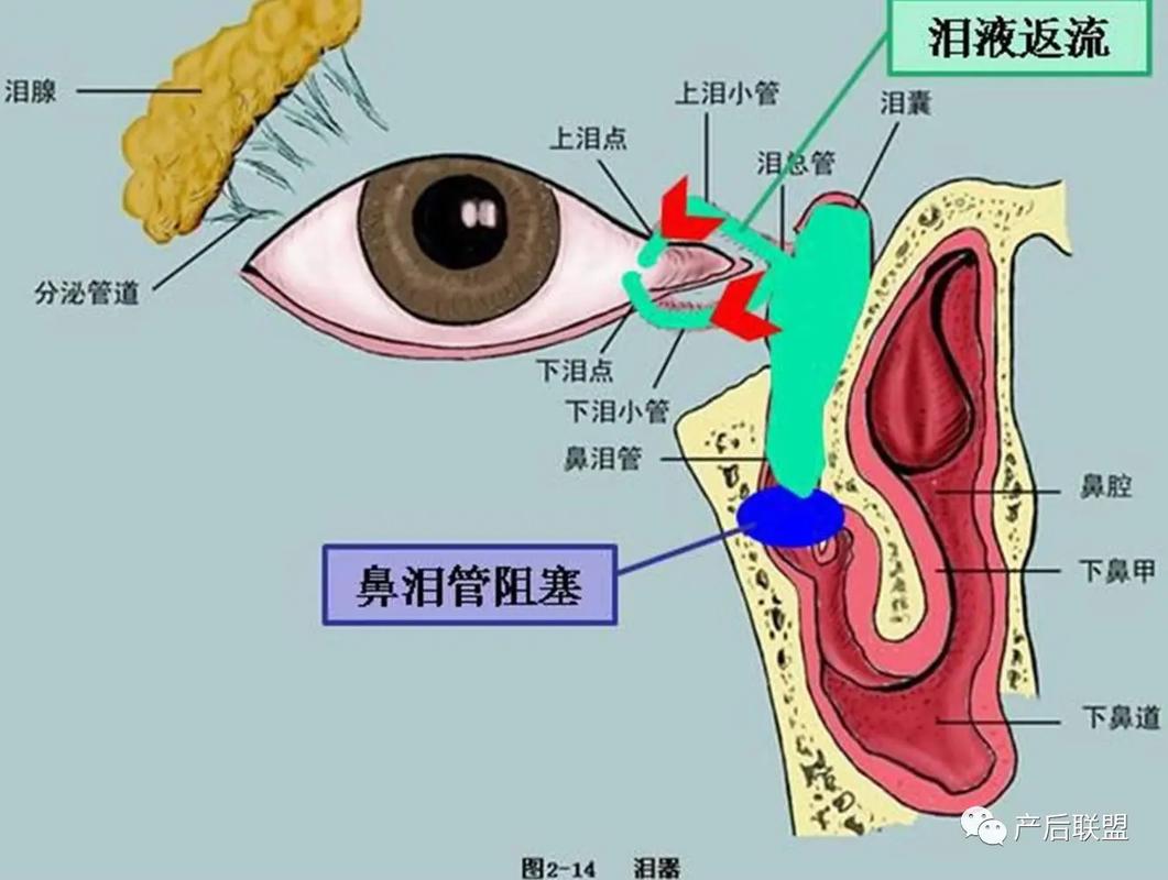 鼻腔黏膜