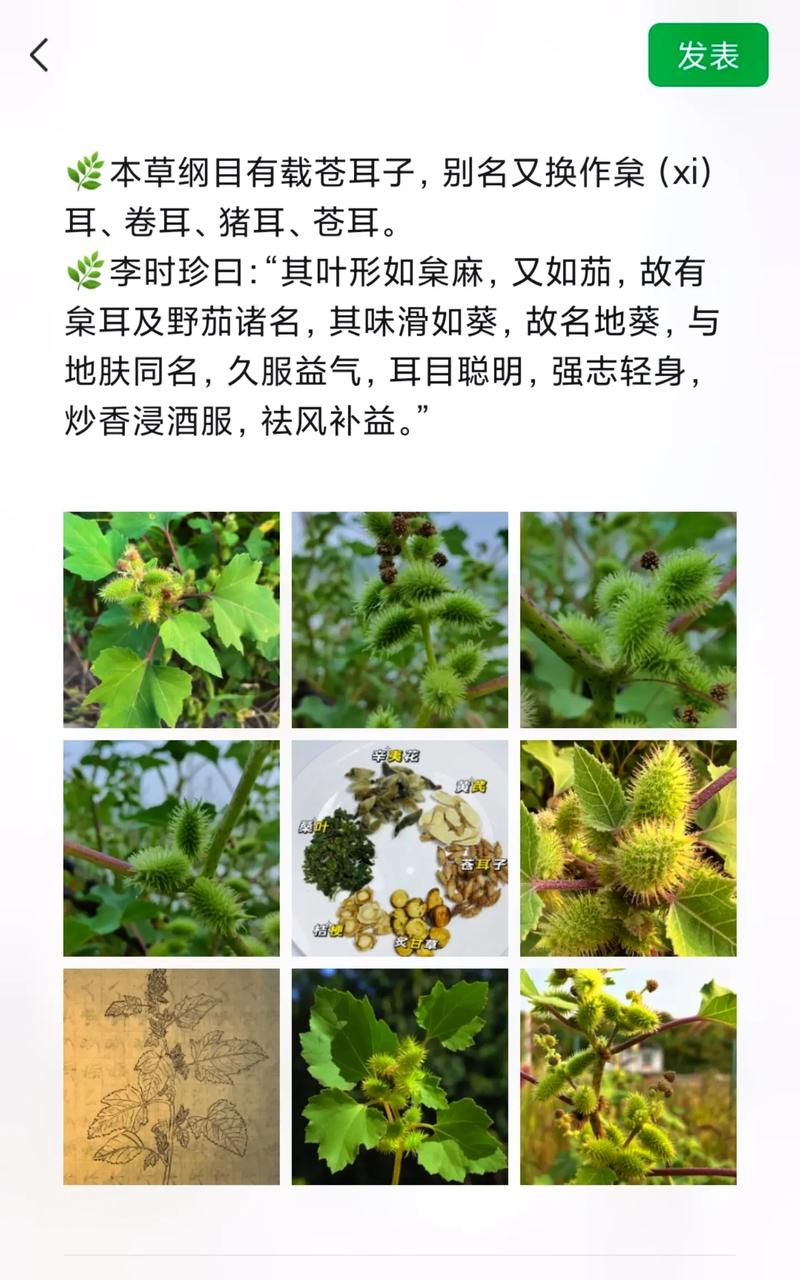 苍耳子疗效
