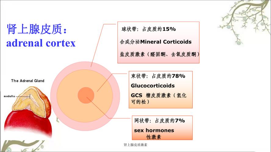 肾上腺皮质激素