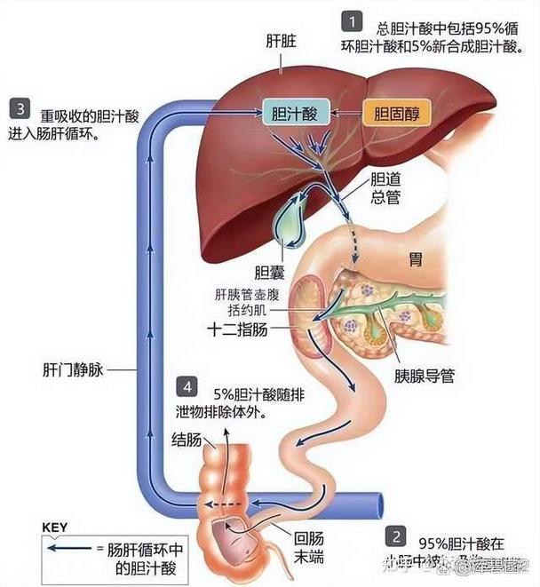 肝肾影响