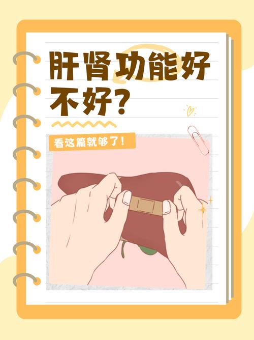 肝肾功能
