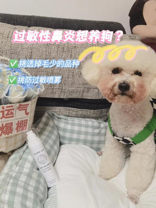 过敏性鼻炎的狗主人该如何继续相处？