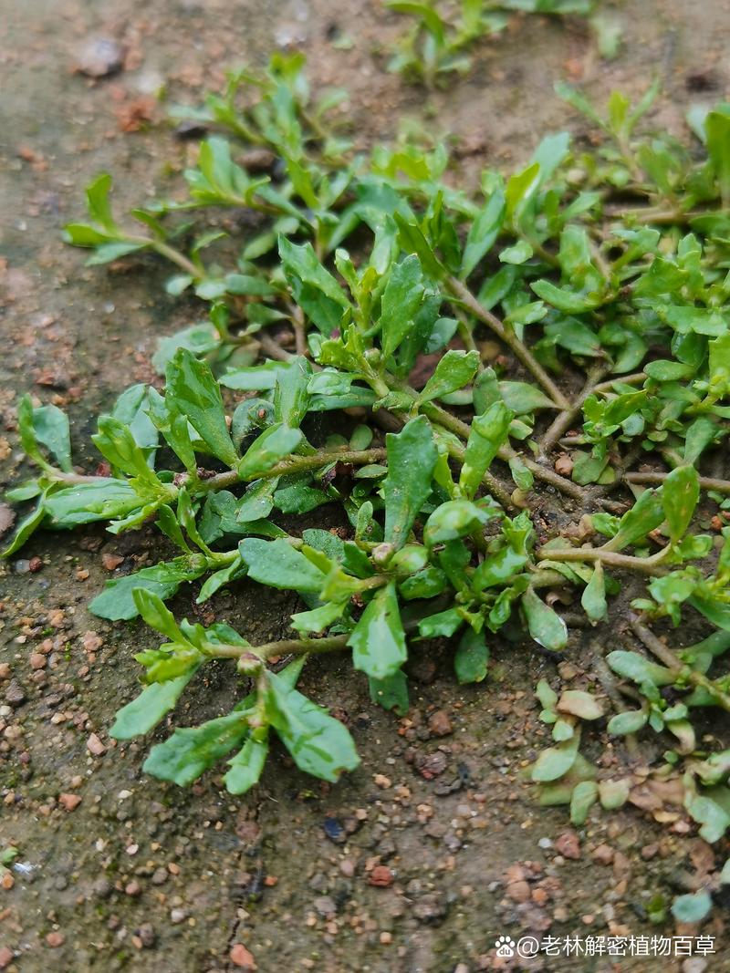 <鹅不食草>
