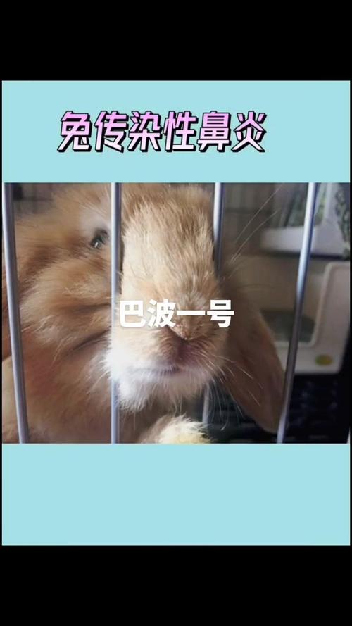 家兔鼻炎