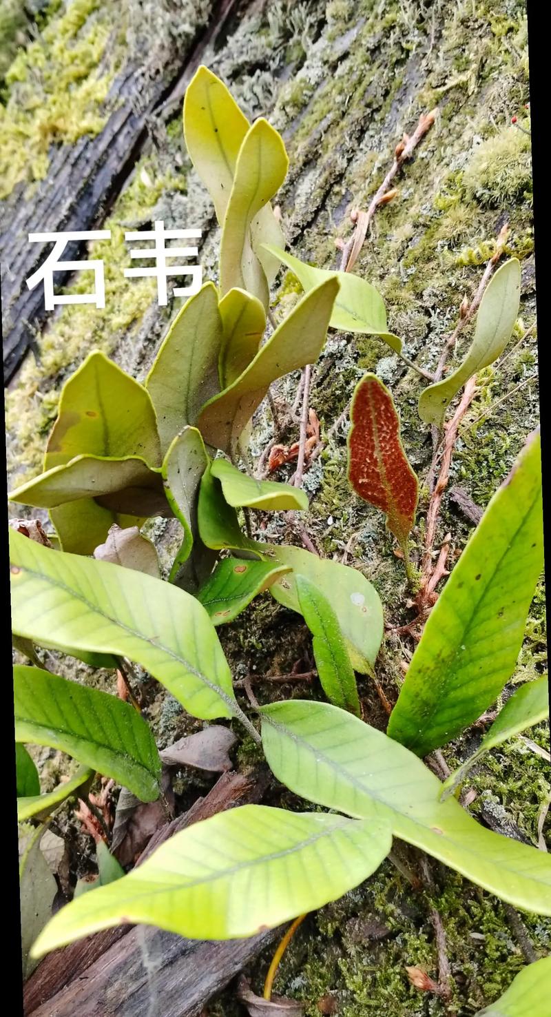 草药