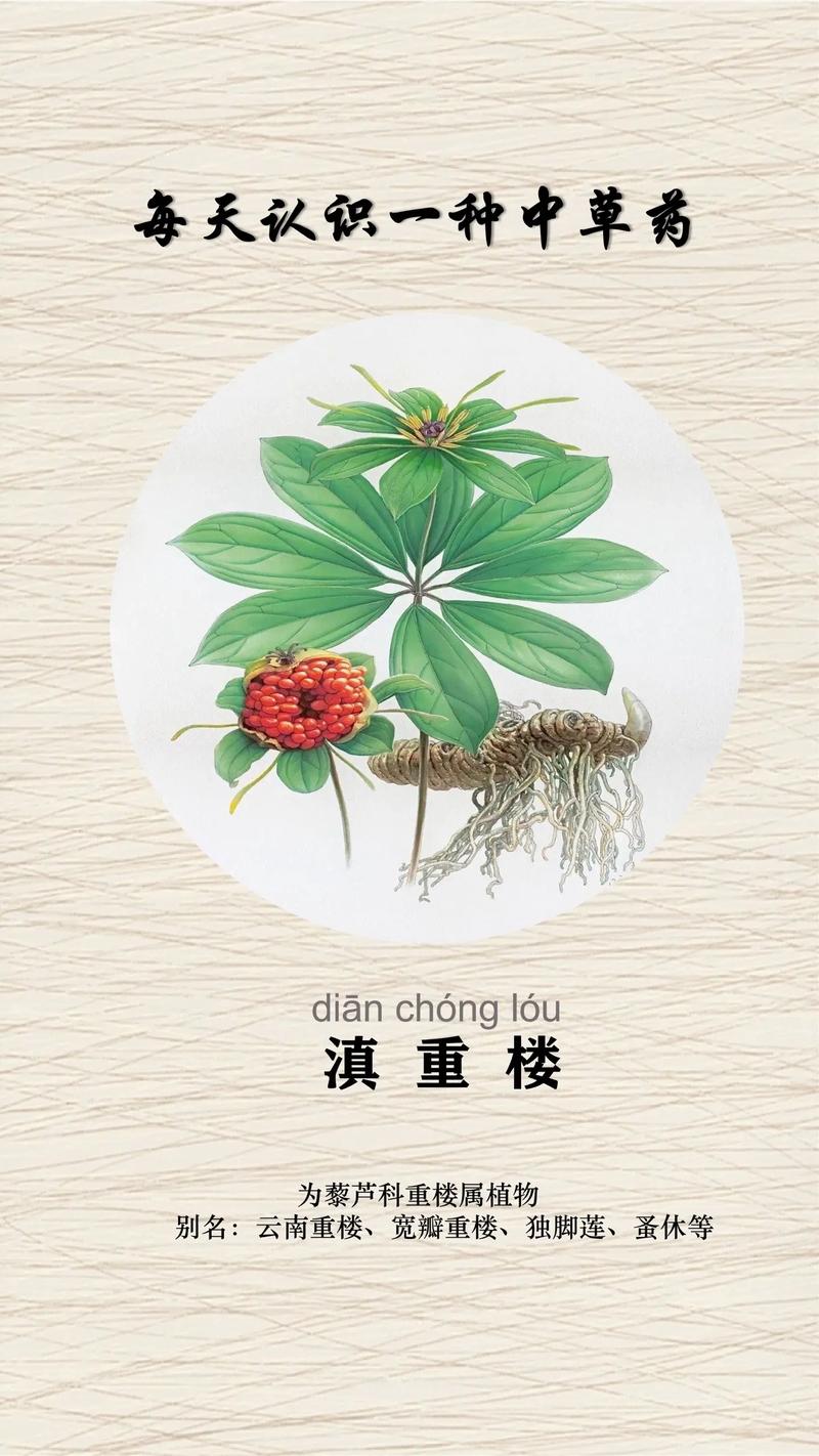 传统草药