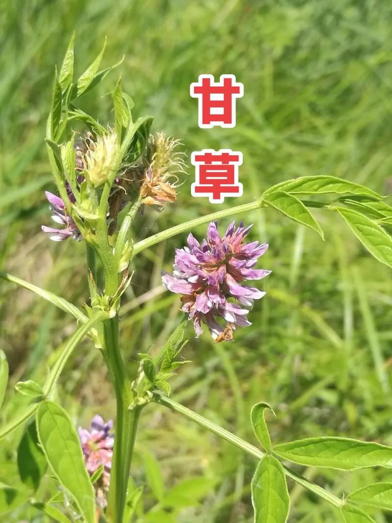 甘草