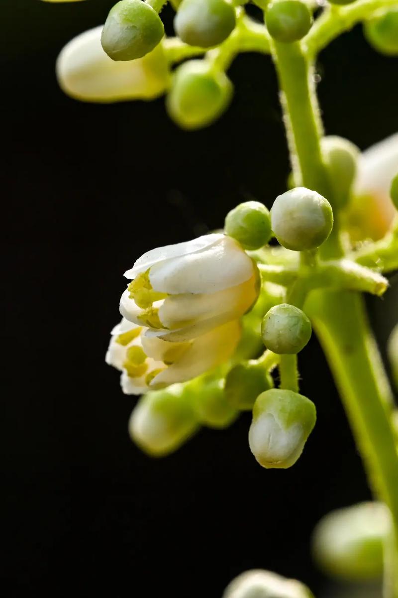 香椿芽花