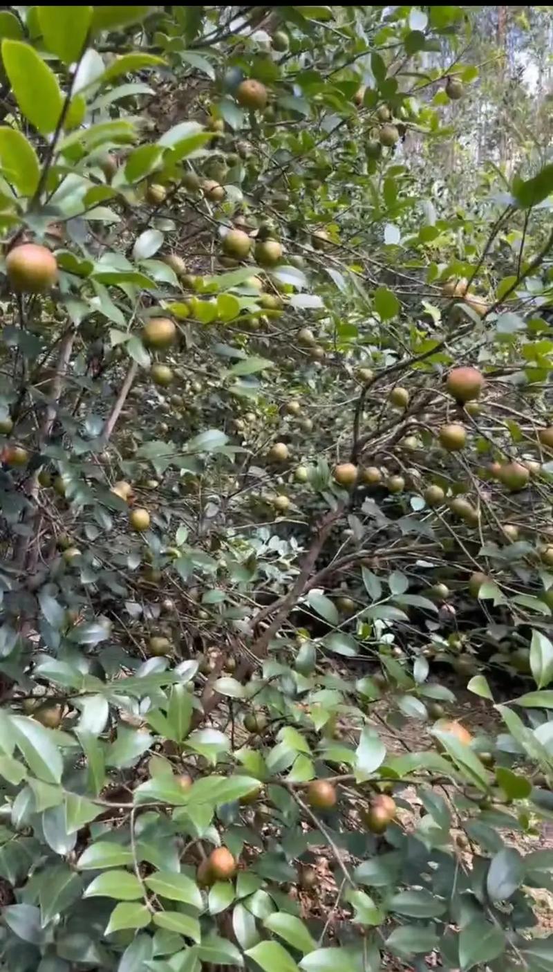 老茶油