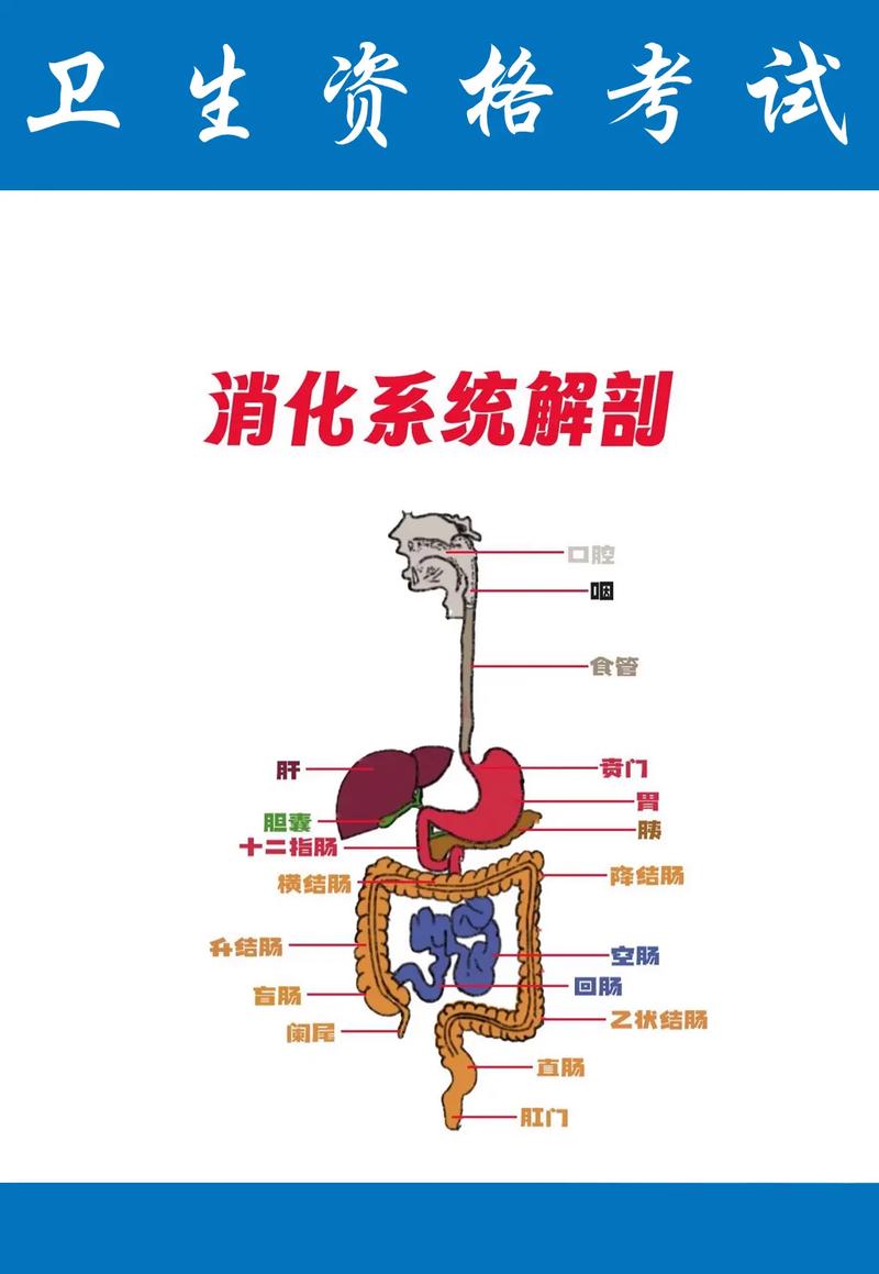 消化系统