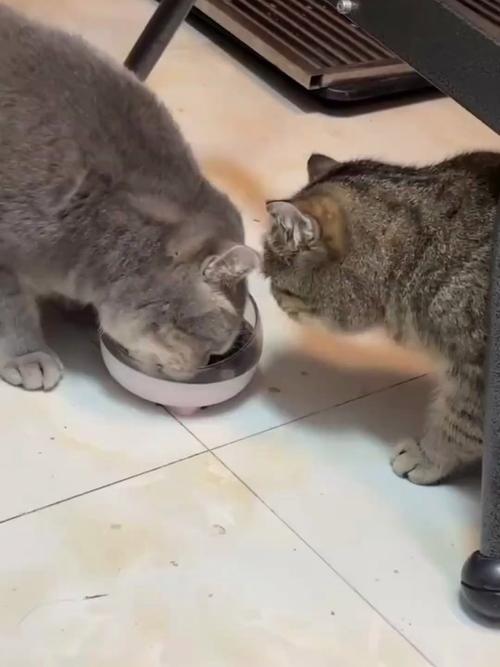 猫咪共处