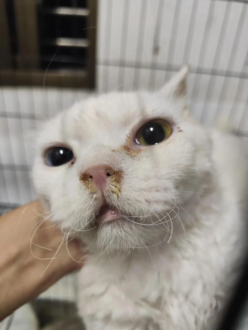 猫咪鼻炎