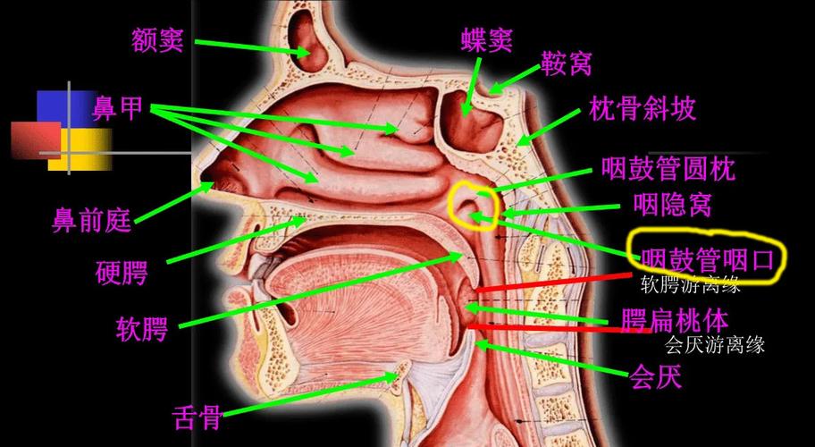 咽鼓管