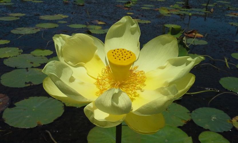 黄莲花丸