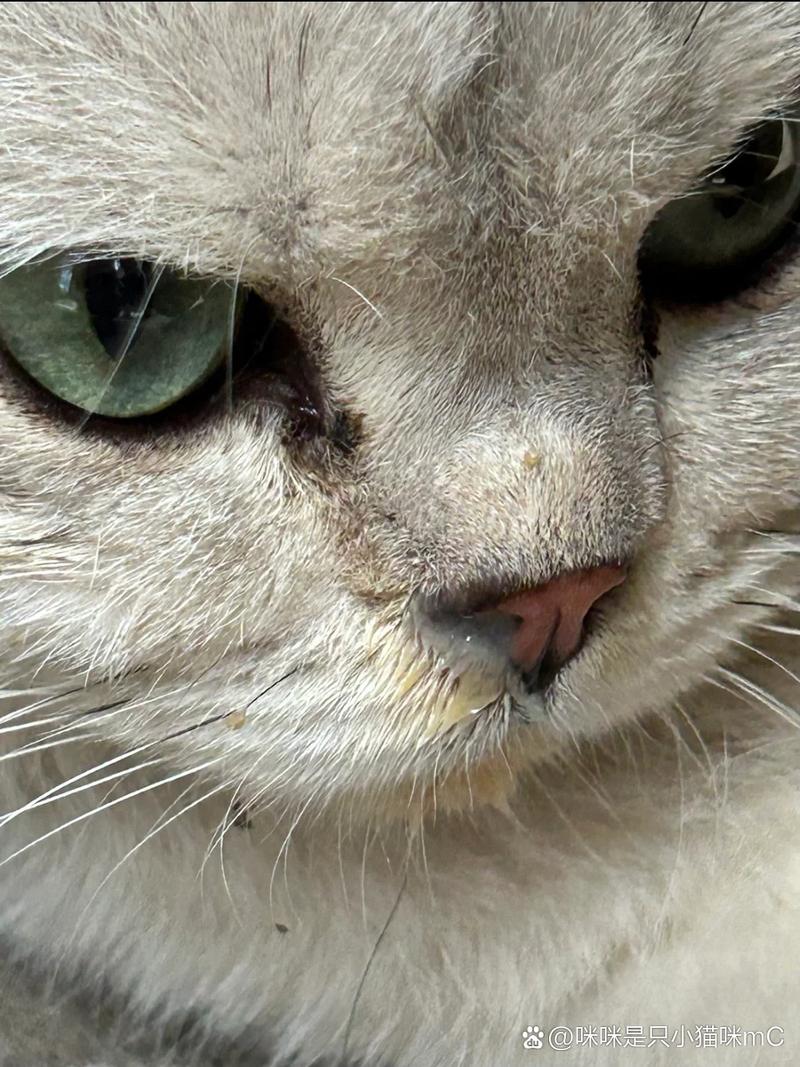 猫鼻炎症状