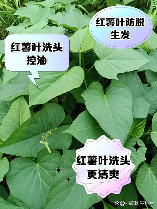 地瓜叶煮水