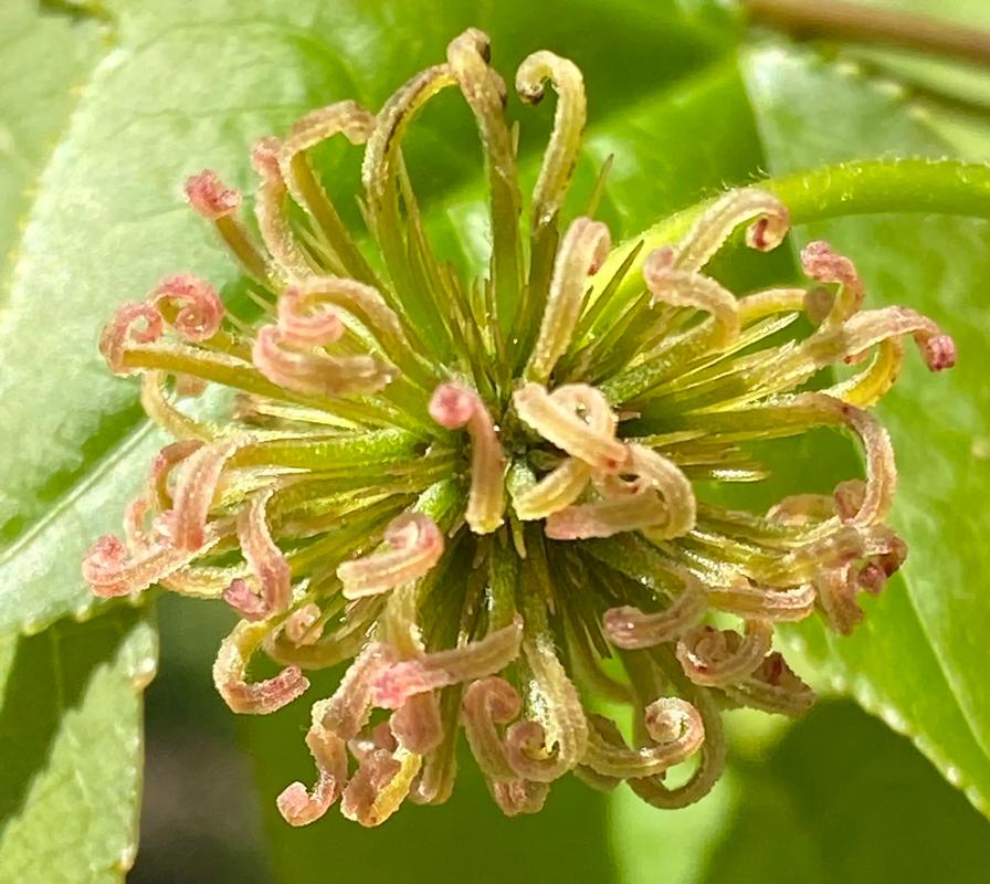 枫香草