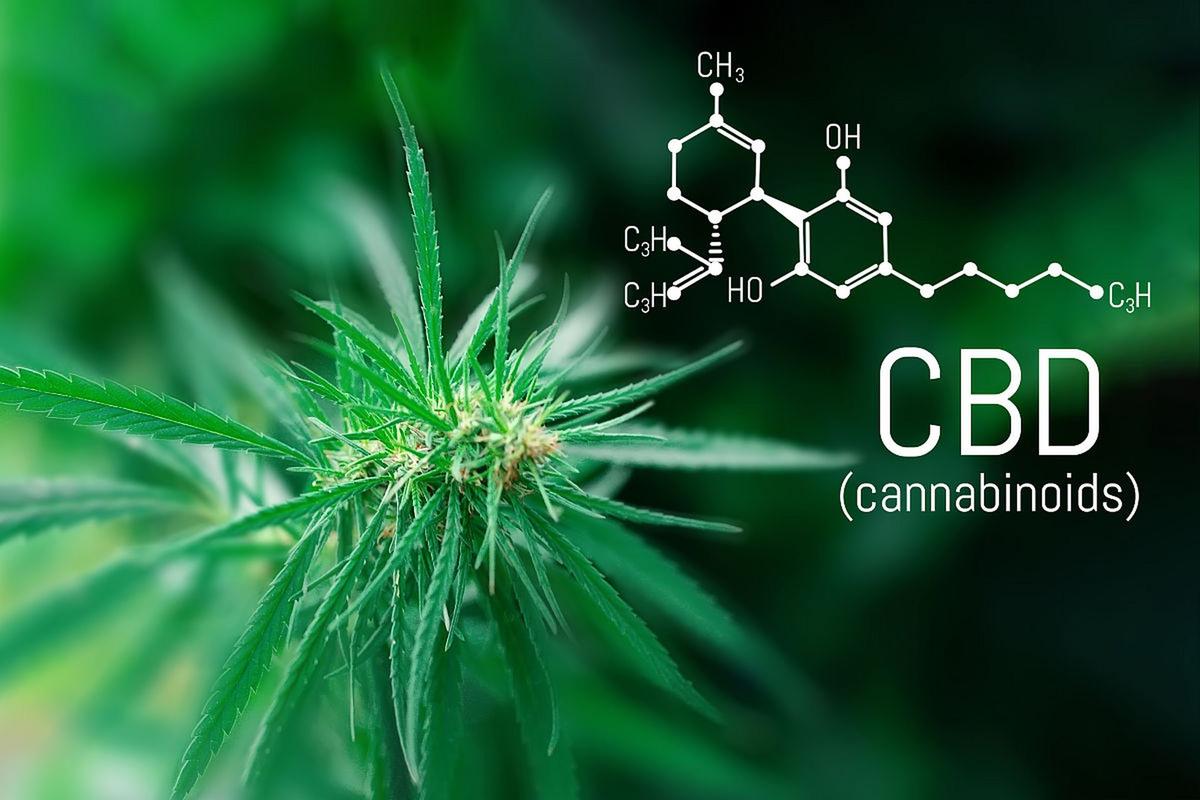 植物提取物