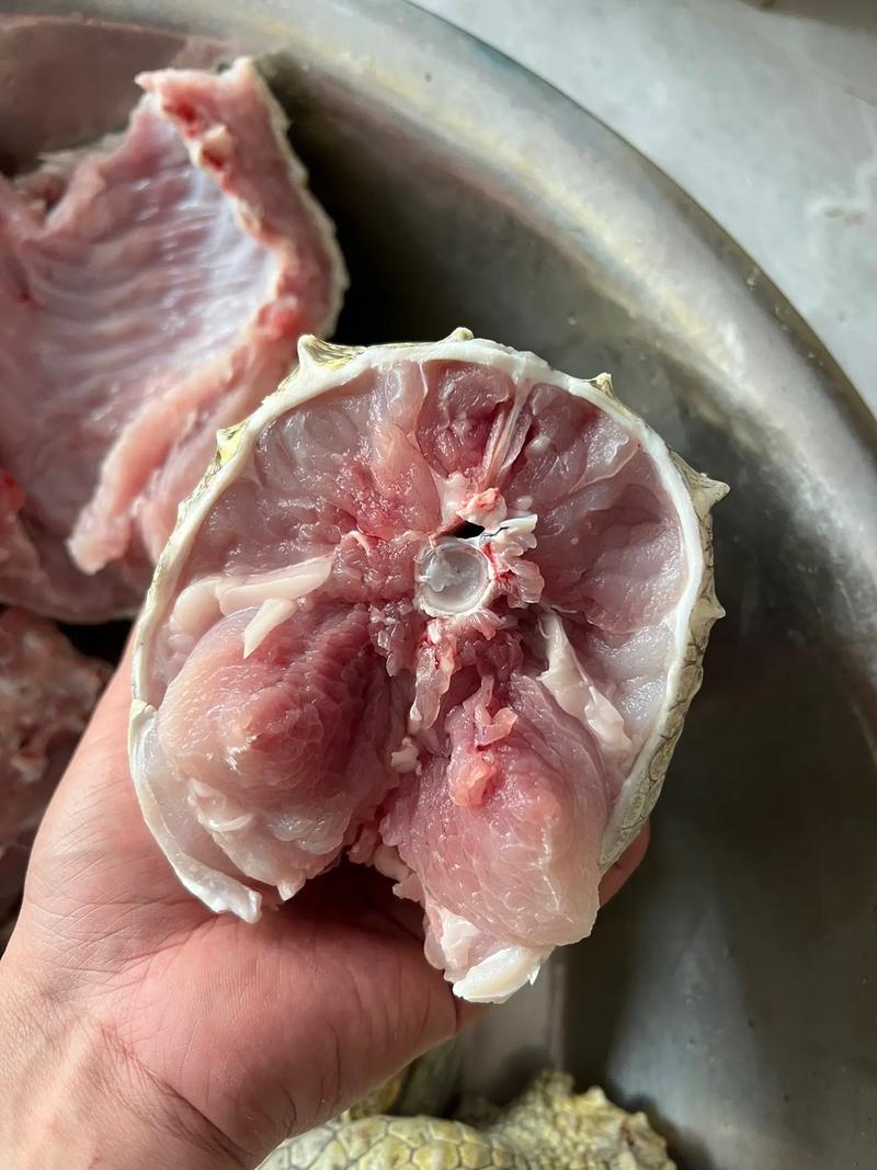 鳄鱼肉