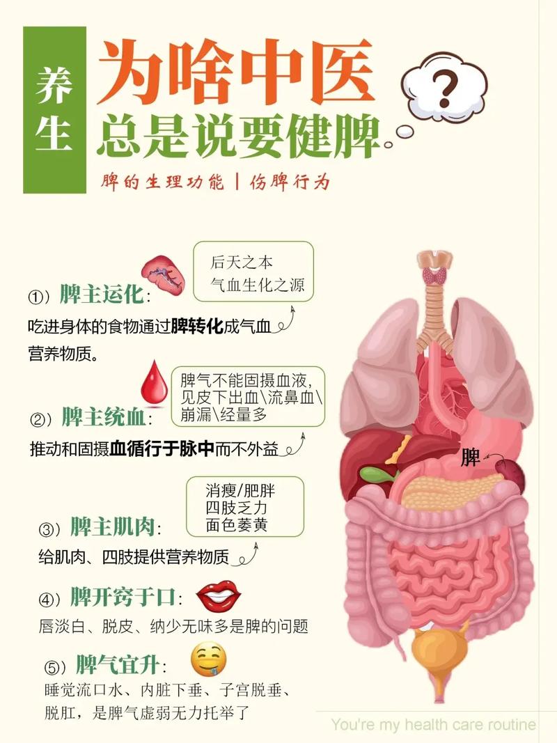 脾肾功能