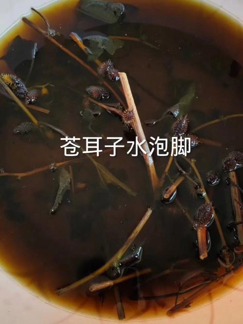 苍耳子烧水