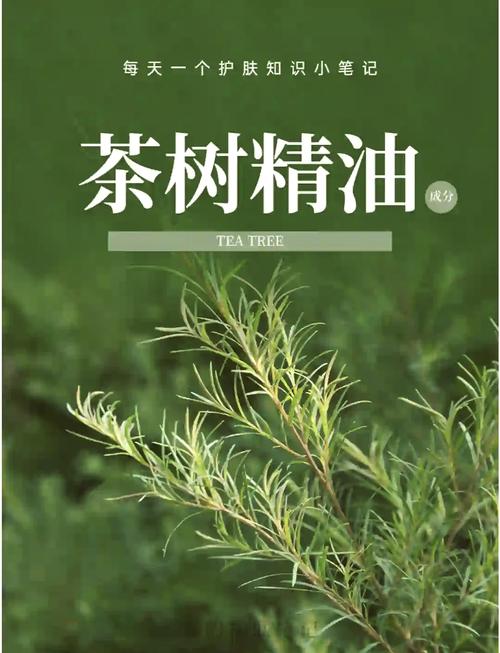 茶树精油