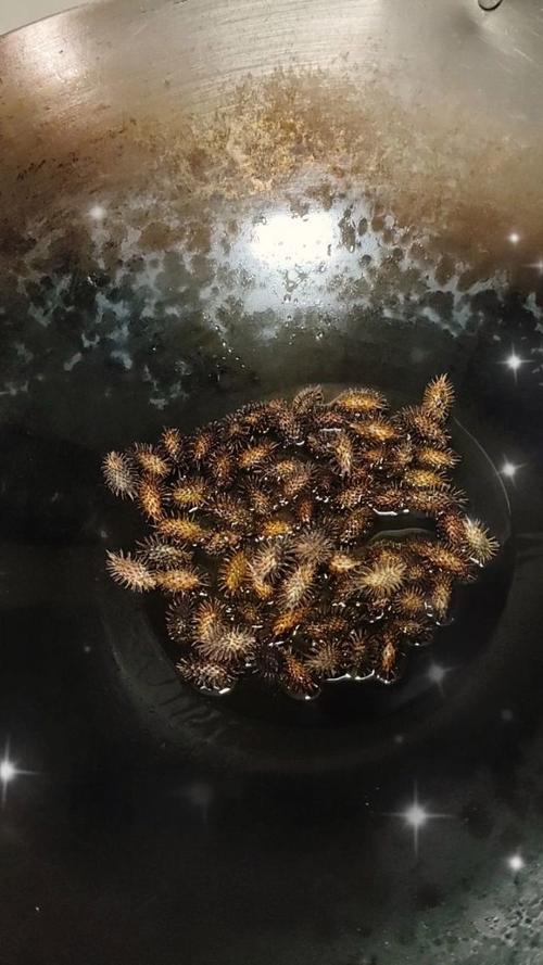 苍耳孑麻油