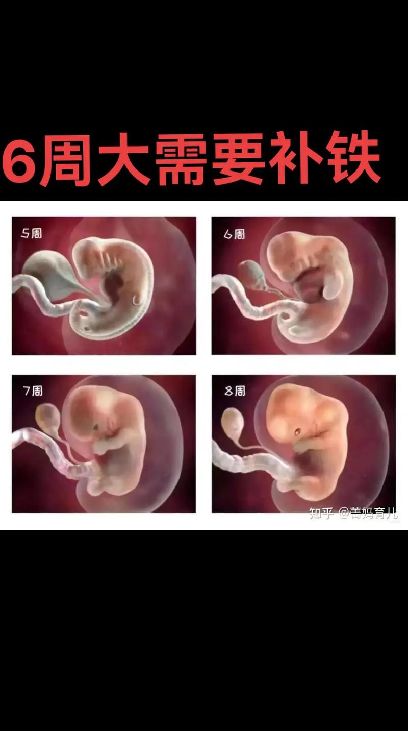 六周龄婴儿