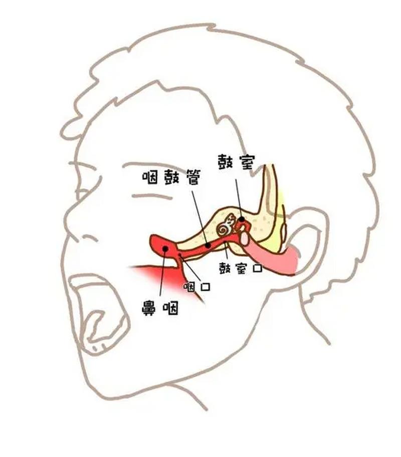 鼻子与耳朵关系