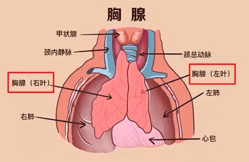 胸腺