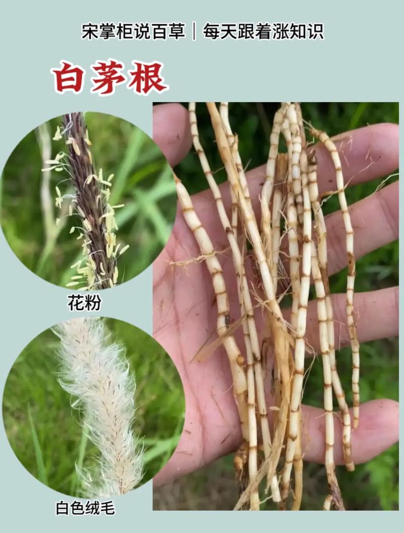 白茅根煮水