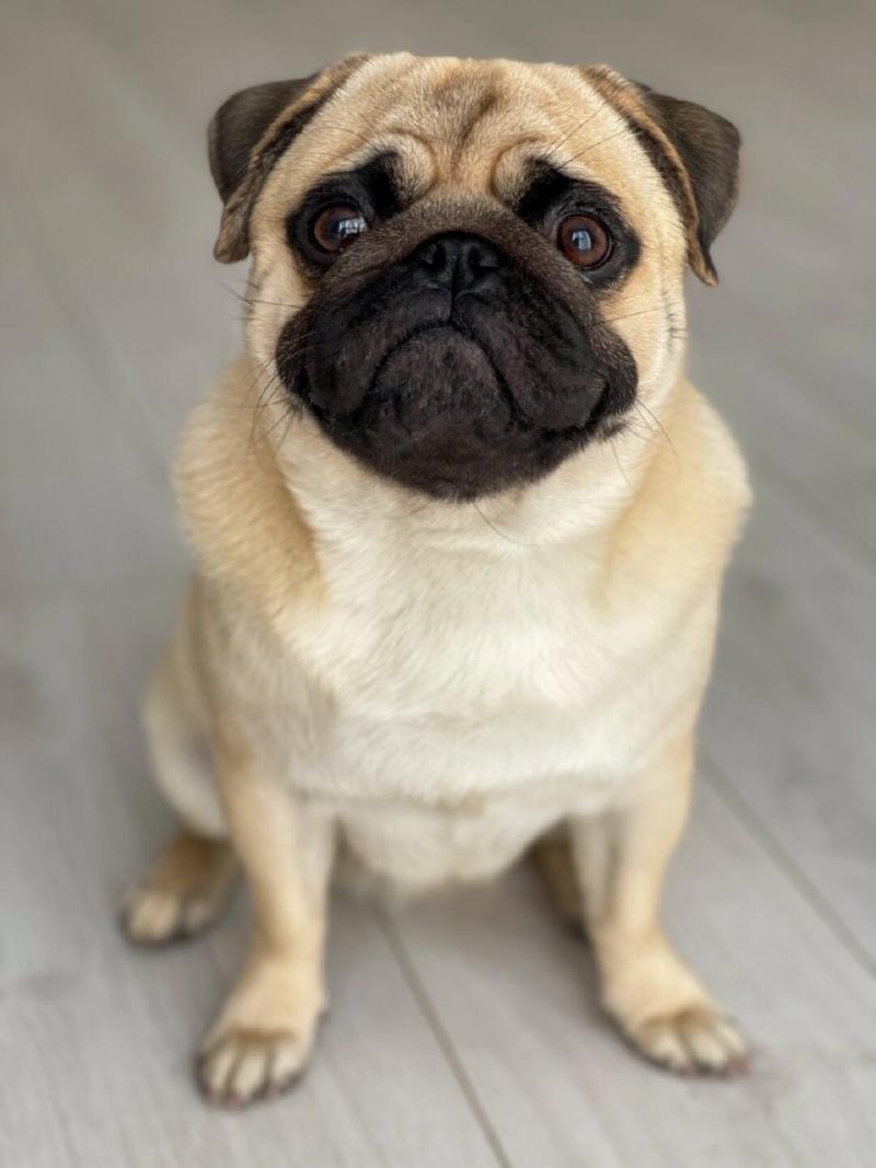 巴哥犬