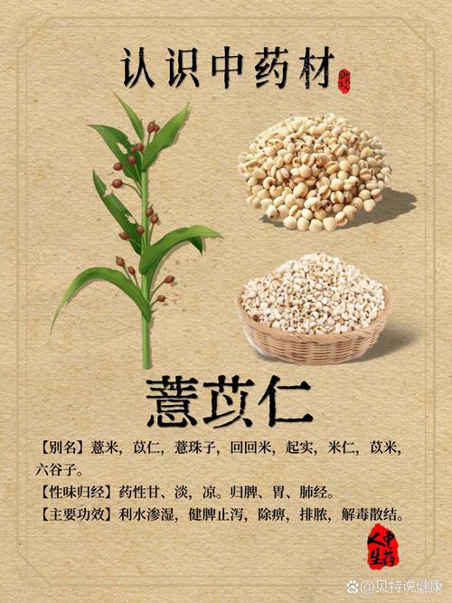 薏仁