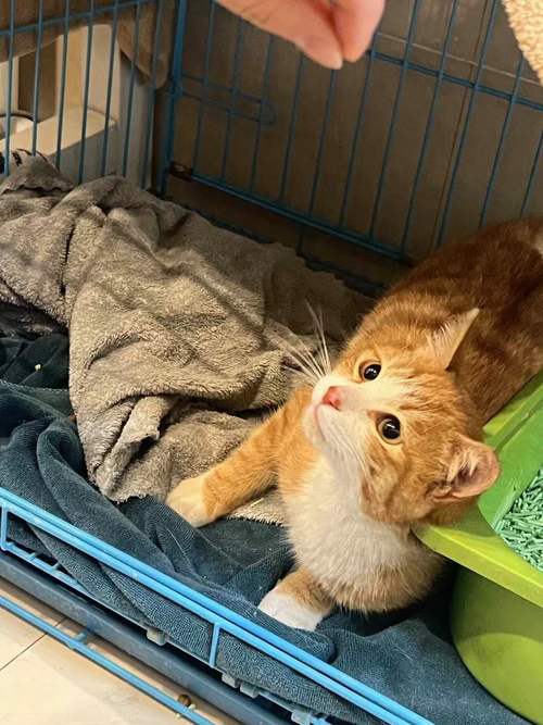 猫咪也会得过敏性鼻炎吗？真相揭秘！