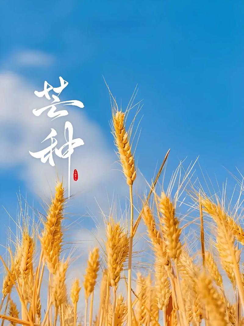  芒种