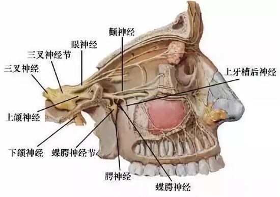 蝶腭神经节